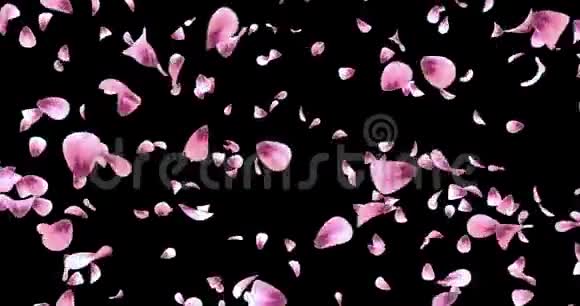旋转飞舞浪漫粉红玫瑰花瓣背景阿尔法哑光循环4k视频的预览图
