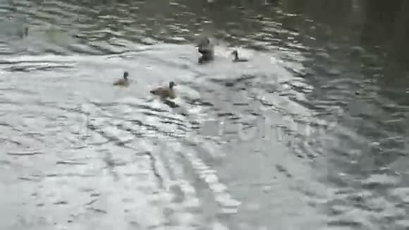 鸭子在秋天的池塘里游泳视频的预览图