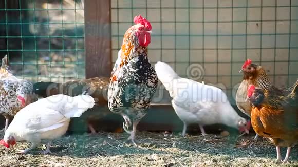 还有小鸡在户外散步视频的预览图