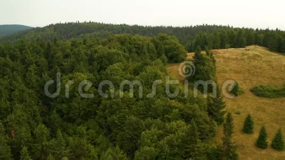 在VelkeKarloviceBeskydy捷克的山上的空中视野这个剪辑可在两个不同的等级10位颜色或dji视频的预览图