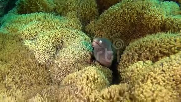 软珊瑚中的海鳗视频的预览图