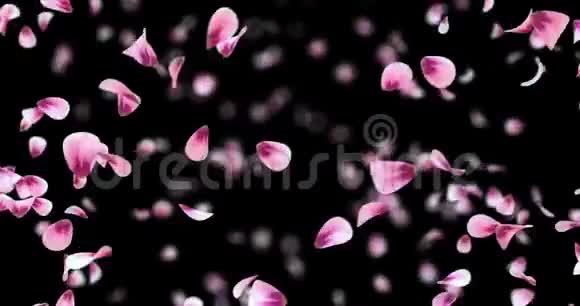 旋转飞红粉红玫瑰樱花花瓣背景阿尔法哑光循环4k视频的预览图