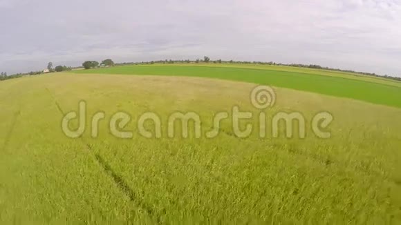泰国稻田和黄色稻田的空中景观视频的预览图