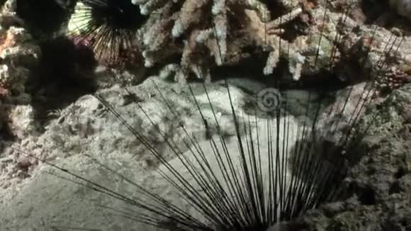 海底黑海胆海胆海胆视频的预览图