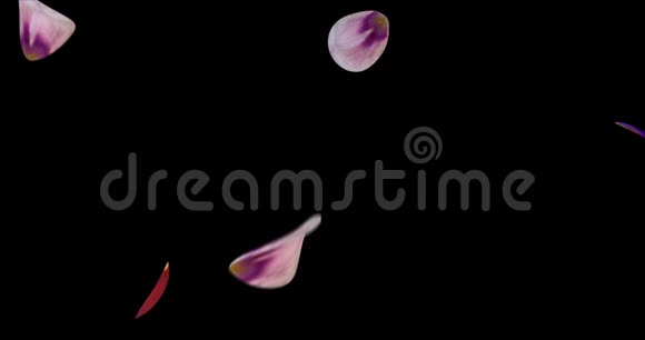 飞粉紫樱花花瓣飘落过渡阿尔法冰铜回路4k视频的预览图