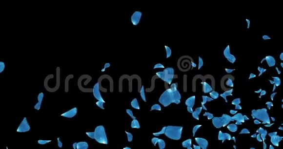 飞行深蓝色玫瑰花花瓣占位符落阿尔法哑光环4k视频的预览图