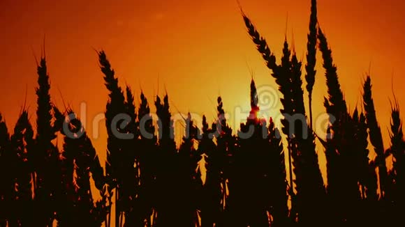 农业栽培麦田的麦穗轮廓视频的预览图