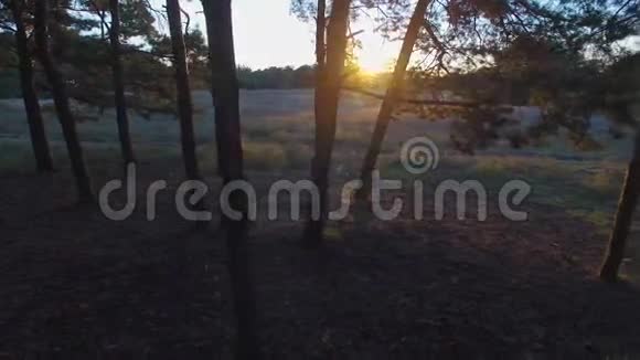 空中飞行在森林中的松树附近飞行视频的预览图