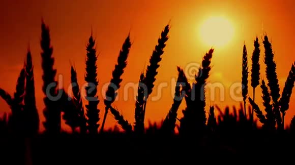 农业栽培麦田的麦穗轮廓视频的预览图