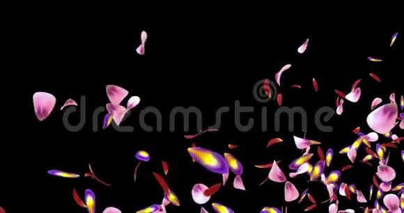 飞红粉红紫樱花花瓣占位符阿尔法哑光环4k视频的预览图