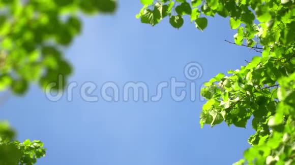 大自然清澈的蓝天背景以清新的第一春树叶为自然框架实时4K视频镜头视频的预览图