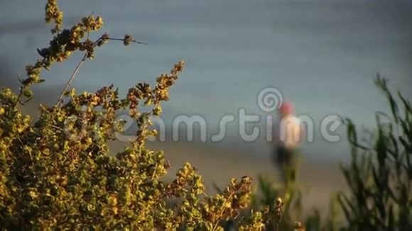 日落加利福尼亚卡里夫海滩的海洋风景视频的预览图