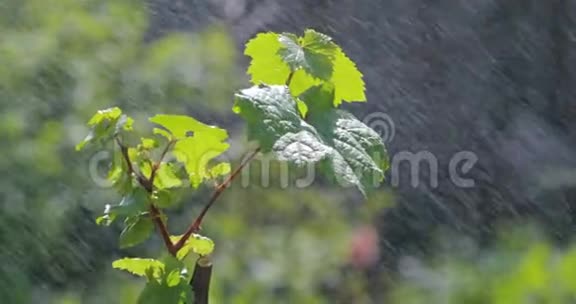 带有绿色背景的雨水滴叶视频的预览图