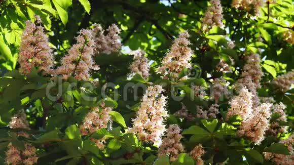栗子花序的特写一棵栗子树的叶子在晴天视频的预览图