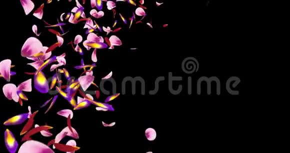粉红紫花花瓣薄纱占位符阿尔法哑光环4k视频的预览图