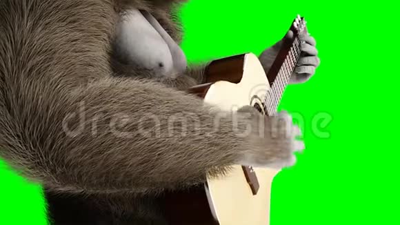 有趣的棕色大猩猩弹吉他超级逼真的皮毛和头发绿屏4K动画视频的预览图