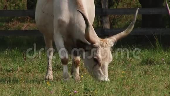 有角的奶牛在田里放牧匈牙利灰牛视频的预览图