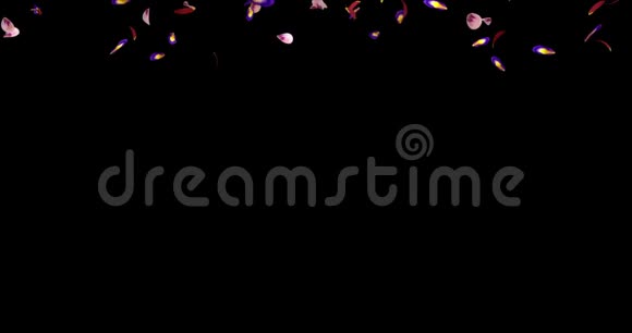 落红粉红紫樱花花瓣过渡阿尔法哑光环4k视频的预览图