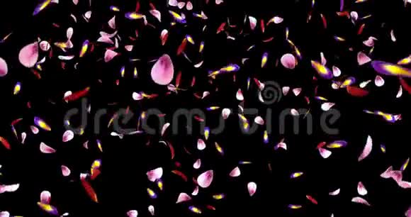 落粉紫樱花花瓣灯光背景阿尔法哑光环4k视频的预览图