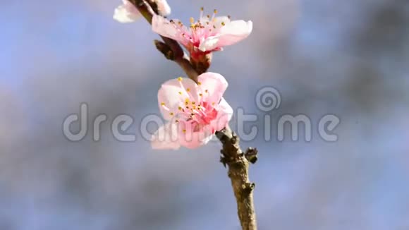春天的桃花视频的预览图