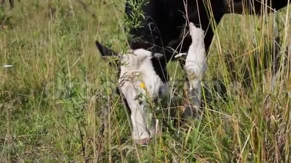 在绿色的夏日草地上放牧的黑白牛视频的预览图
