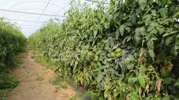 生长在温室里的西红柿视频的预览图