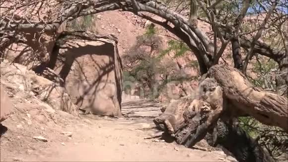 智利阿塔卡马沙漠的沙漠植物视频的预览图