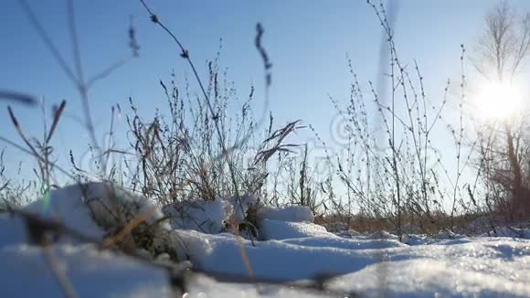 干燥的草在风中摇曳冬天的雪自然的风景草原视频的预览图