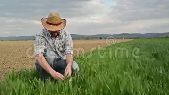 农民调查和控制小麦种植场作物保护理念视频的预览图