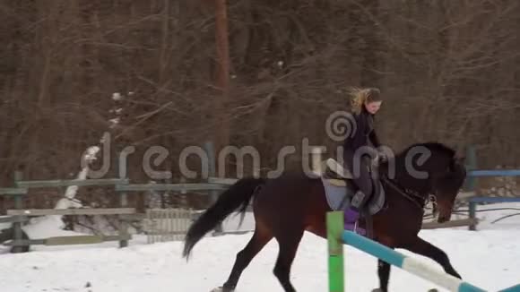 下面的动作一个女骑师骑着一匹马完成它表演各种运动动作和跳跃培训视频的预览图