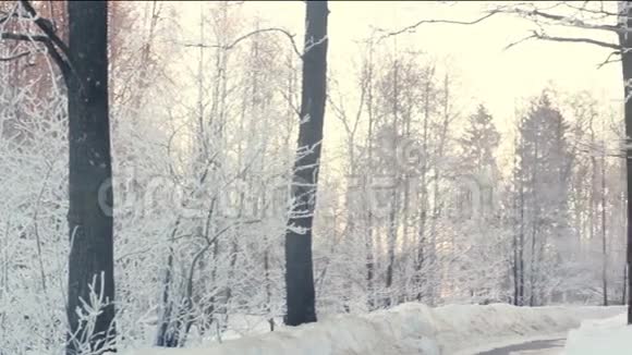 冬季公园冬季公园的雪景白雪覆盖的树木视频的预览图