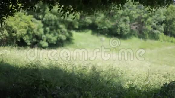 在阳光明媚的夏日里田野里的花草随风而动视频的预览图