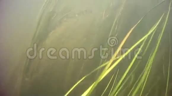 全景下水河藻视频的预览图