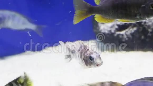 水族馆透明水中的热带鱼类视频的预览图