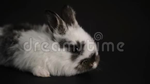 黑色背景的兔子或兔子视频的预览图