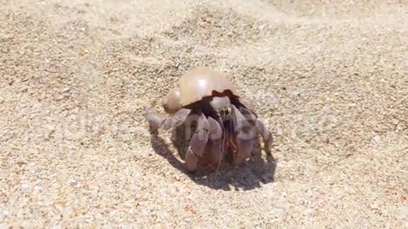 蟹壳在沙滩上爬行视频的预览图