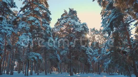 日落时美丽的冬季景观冬天松了阳光林在雪地里的阳光运动冻冻的冻冻的视频的预览图