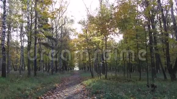 在秋天的公园马祖里诺视频的预览图