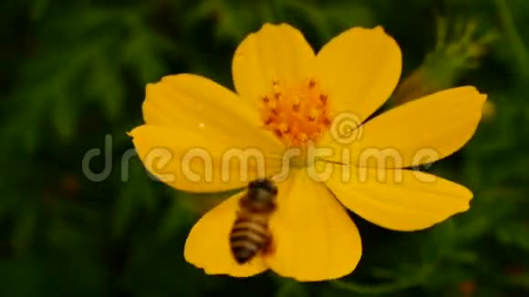 飞蜂花蜜宇宙花全高清视频的预览图