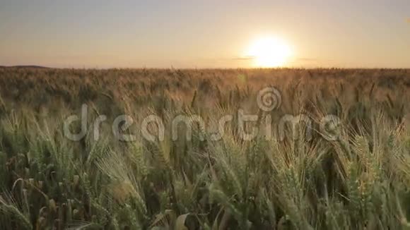 日落于田野的麦子视频的预览图