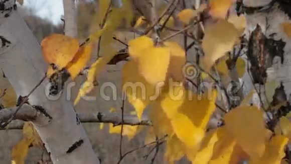 桦树的黄秋叶视频的预览图