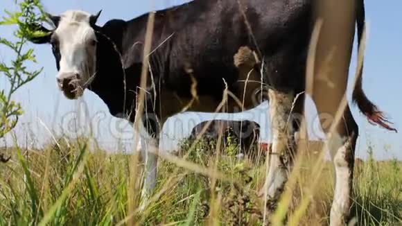 在绿色的夏日草地上放牧的黑白牛视频的预览图