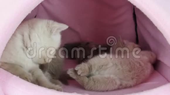小猫在宠物帐篷里玩视频的预览图