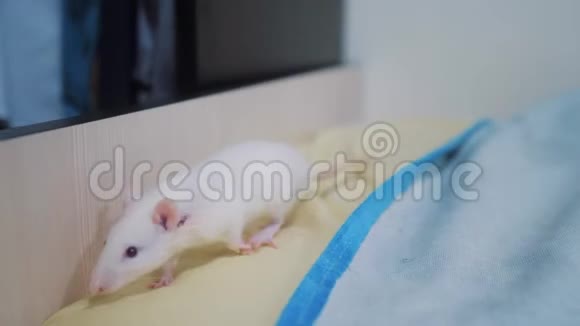 小白猫在玩捉老鼠有趣的罕见视频小猫和一只老鼠在床上奔跑猫和老鼠视频的预览图