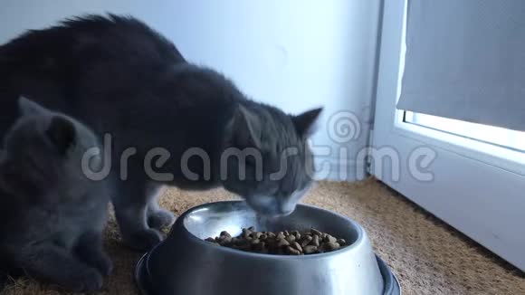 可爱的小猫饿了视频的预览图