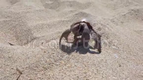 蟹壳在沙滩上爬行视频的预览图