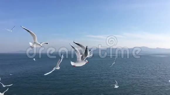海鸥飞行慢动作视频的预览图