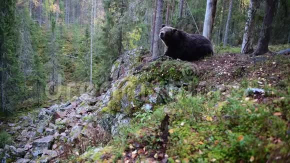 秋天森林里的棕熊视频的预览图