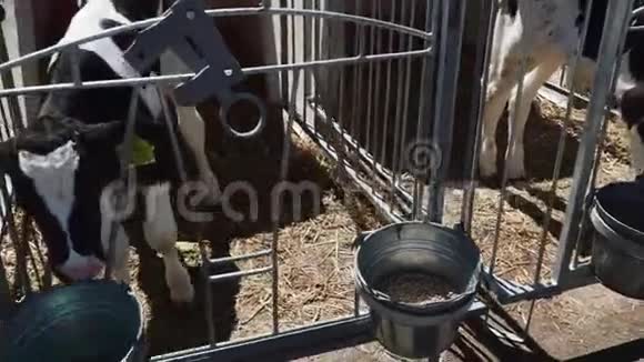 农场里的小牛视频的预览图