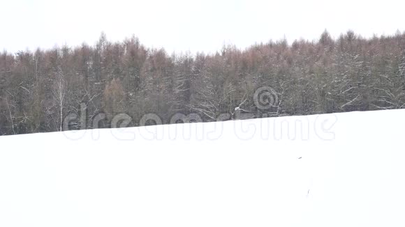冬季游客带着雪鞋在雪地漂流中行走穿着粉色运动夹克的徒步旅行者和穿着雪鞋的黑色徒步旅行者视频的预览图